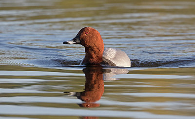 BUITEN BEELD Foto: 285969