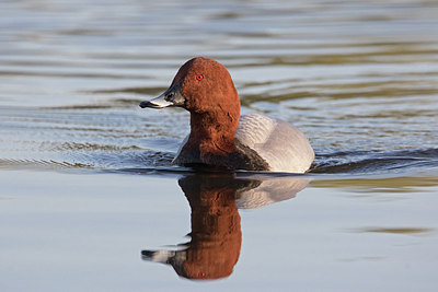 BUITEN BEELD Foto: 285972