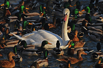 BUITEN BEELD Foto: 285975
