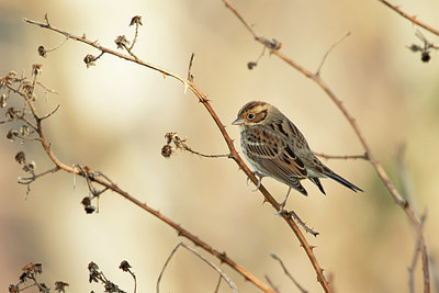 BUITEN BEELD Foto: 285982