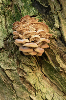 BUITEN BEELD Foto: 285985