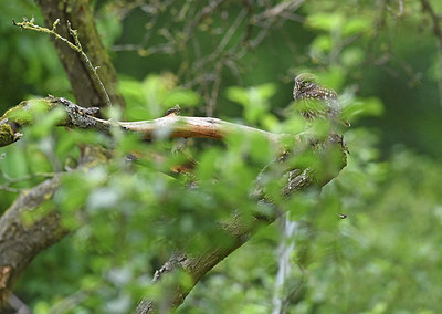 BUITEN BEELD Foto: 285987