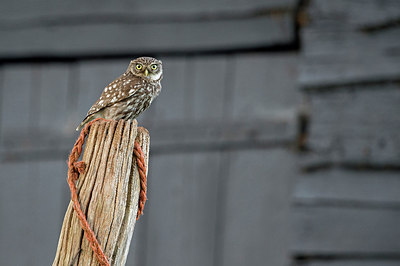 BUITEN BEELD Foto: 285989