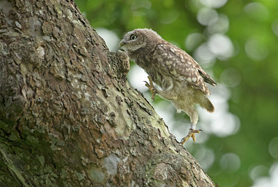 BUITEN BEELD Foto: 285990