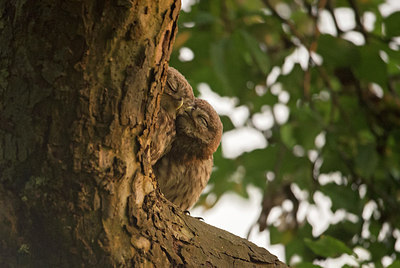 BUITEN BEELD Foto: 285991