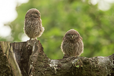 BUITEN BEELD Foto: 285993