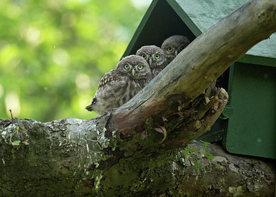 BUITEN BEELD Foto: 285994