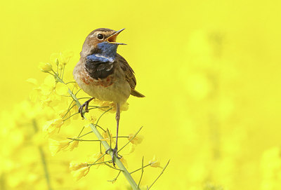 BUITEN BEELD Foto: 286015