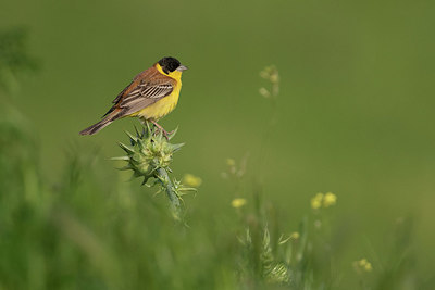 BUITEN BEELD Foto: 286024