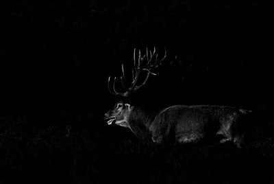 BUITEN BEELD Foto: 286069