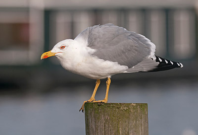 BUITEN BEELD Foto: 286090
