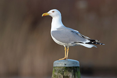 BUITEN BEELD Foto: 286092