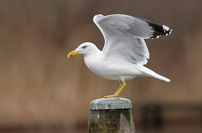 BUITEN BEELD Foto: 286095