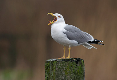 BUITEN BEELD Foto: 286096