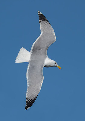BUITEN BEELD Foto: 286097