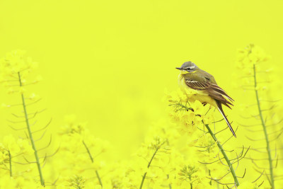 BUITEN BEELD Foto: 286102