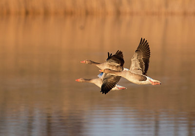 BUITEN BEELD Foto: 286121