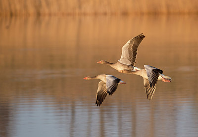 BUITEN BEELD Foto: 286122