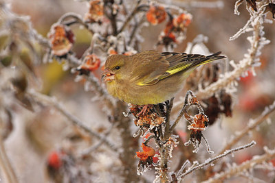 BUITEN BEELD Foto: 286131