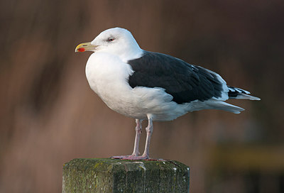 BUITEN BEELD Foto: 286144