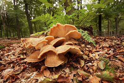 BUITEN BEELD Foto: 286176
