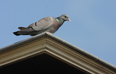 BUITEN BEELD Foto: 286195