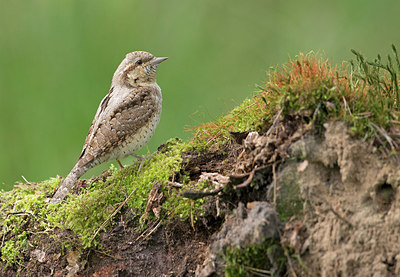 BUITEN BEELD Foto: 286205
