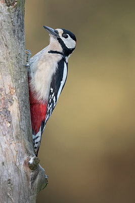 BUITEN BEELD Foto: 286235