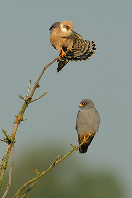 BUITEN BEELD Foto: 286251