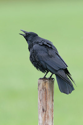BUITEN BEELD Foto: 286258