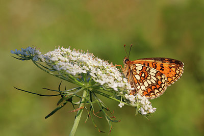 BUITEN BEELD Foto: 286262