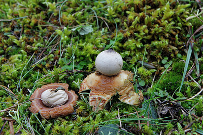 BUITEN BEELD Foto: 286275