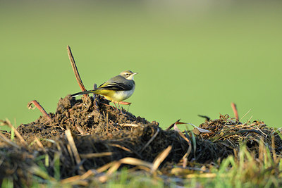 BUITEN BEELD Foto: 286294