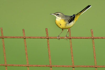 BUITEN BEELD Foto: 286297