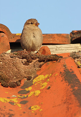 BUITEN BEELD Foto: 286299