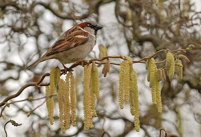 BUITEN BEELD Foto: 286300