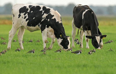 BUITEN BEELD Foto: 286311