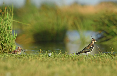 BUITEN BEELD Foto: 286312