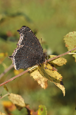 BUITEN BEELD Foto: 286320