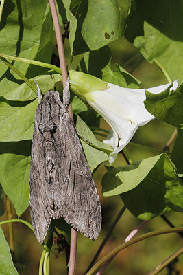 BUITEN BEELD Foto: 286323