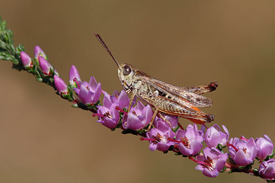 BUITEN BEELD Foto: 286326