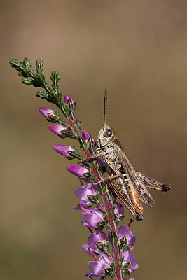 BUITEN BEELD Foto: 286327