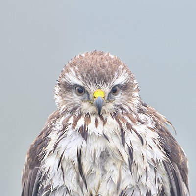 BUITEN BEELD Foto: 286329