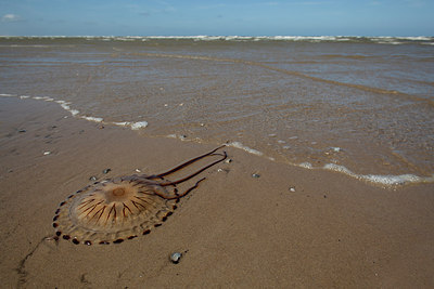 BUITEN BEELD Foto: 286332