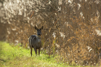 BUITEN BEELD Foto: 286347