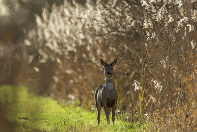 BUITEN BEELD Foto: 286348