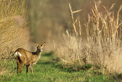 BUITEN BEELD Foto: 286350