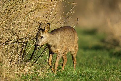 BUITEN BEELD Foto: 286353