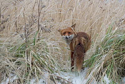 BUITEN BEELD Foto: 286356