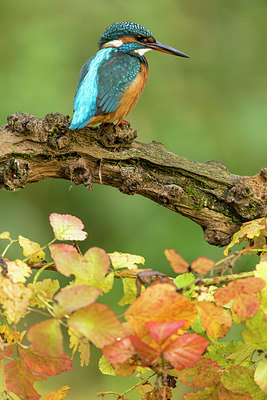 BUITEN BEELD Foto: 286357